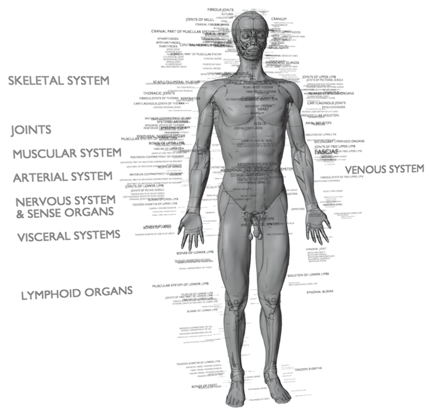 human_anatomy