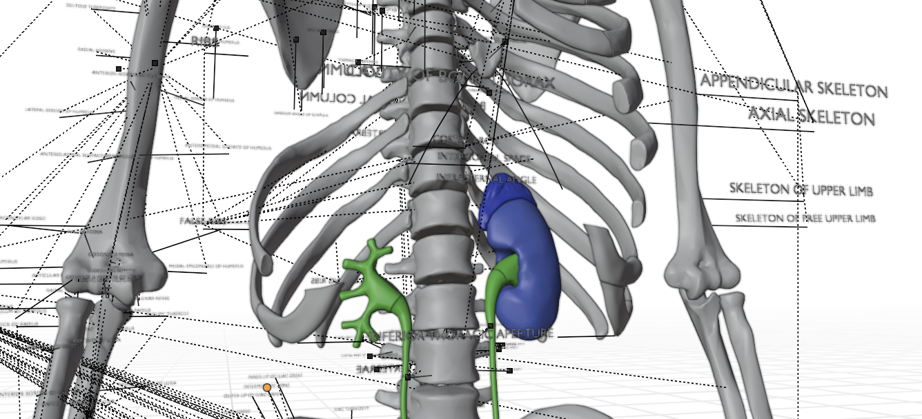 renal