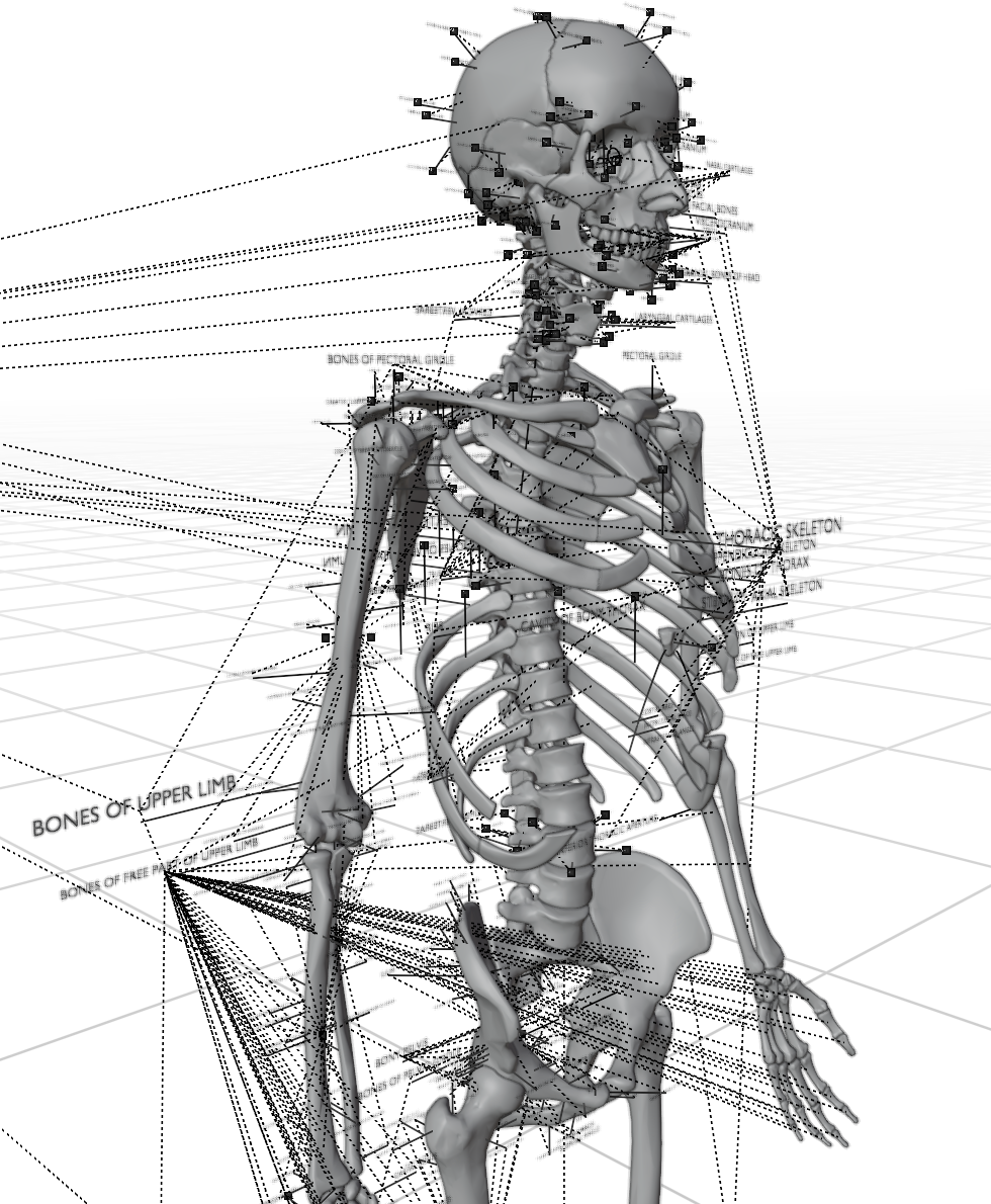 musculoskeletal