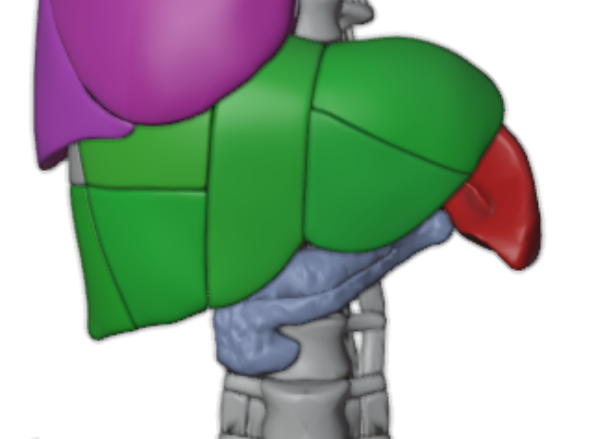 pancreas