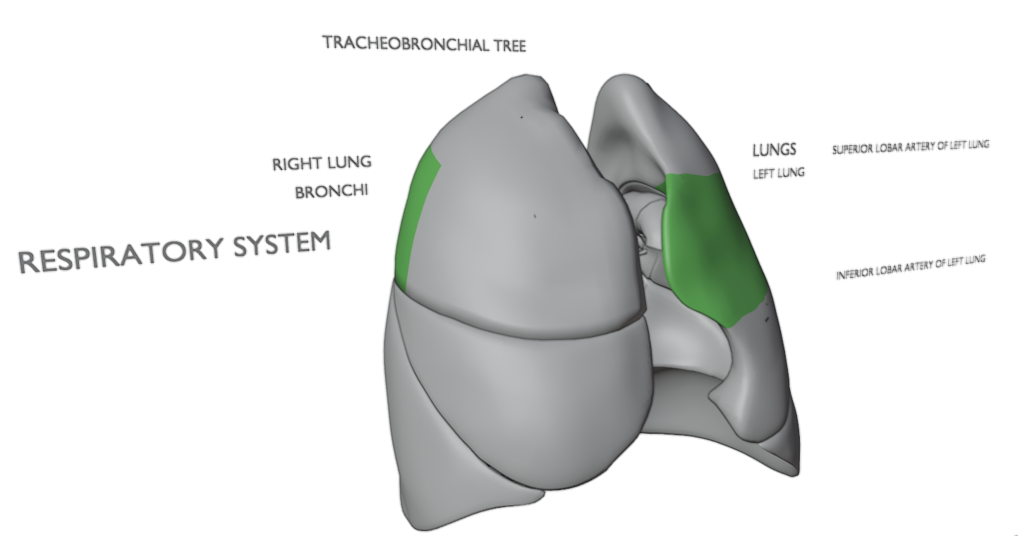 pulmonary